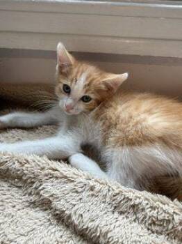 Waffles -  Domestic Short Hair Cat for Adoption in Fishers, Indiana - Waffles | PetCurious