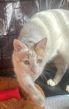 Turkish Van and Domestic Medium Hair Cats Available for Adoption - Latte | PetCurious