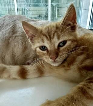 Super Sonico -  Domestic Short Hair Cat for Adoption in Westland, Michigan - Super Sonico | PetCurious