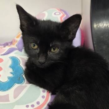 Jalapeno -  Domestic Short Hair Cat for Adoption in Voorhees Township, New Jersey - Jalapeno | PetCurious