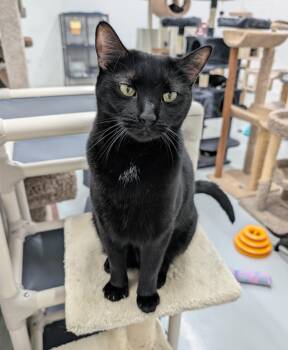 Rescue American Shorthair and Domestic Short Hair Cats for Adoption in West Palm Beach, Florida - Bella | PetCurious