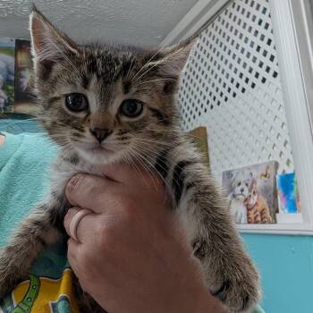 Kinsley -  Domestic Medium Hair Cat for Adoption in Jefferson City, Tennessee - Kinsley | PetCurious
