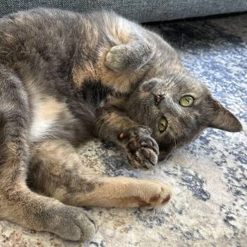 Rescue Dilute Tortoiseshell and Tortoiseshell Cats for Adoption in UNIVERSITY PA, Maryland - Juliette | PetCurious