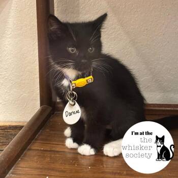 Darlene -  Domestic Short Hair Cat for Adoption in West Allis, Wisconsin - Darlene | PetCurious