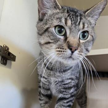 Gizmo -  Domestic Short Hair Cat for Adoption in Mokena, Illinois - Gizmo | PetCurious