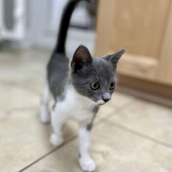 Domestic Short Hair Cats Available for Adoption in Hilton Head Island, South Carolina - Beacon | PetCurious