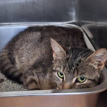 Vintage -  Domestic Short Hair Cat for Adoption in Attica, New York - Vintage | PetCurious