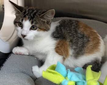 Rescue Domestic Short Hair Cats for Adoption in Allegan, Michigan - Lorna | PetCurious