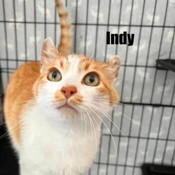Indy -  Domestic Short Hair Cat for Adoption in Washington, District Of Columbia - Indy | PetCurious