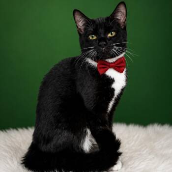 Domestic Short Hair Cats Available for Adoption in Binghamton, New York - Everglades | PetCurious