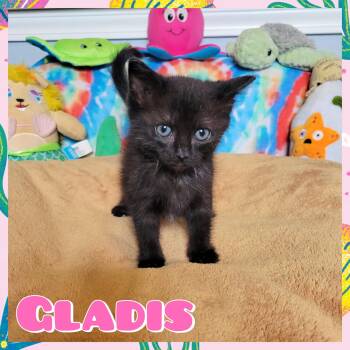 Rescue Domestic Short Hair Cats for Adoption in Daingerfield, Texas - Gladis | PetCurious
