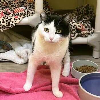 Asada -  Domestic Short Hair Cat for Adoption in Bedford, New Hampshire - Asada | PetCurious