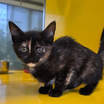 Spaghetti Bolognese -  Domestic Short Hair Cat for Adoption in Abilene, Texas - Spaghetti Bolognese | PetCurious