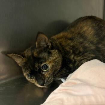 Domestic Short Hair Cats Available for Adoption in Chattanooga, Tennessee - Ma