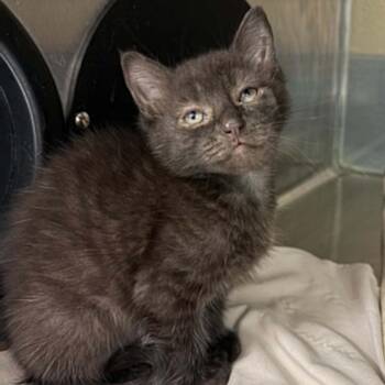 Domestic Short Hair Cats Available for Adoption in Concord, North Carolina - Vader | PetCurious