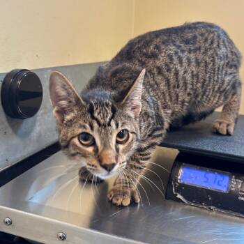 Cheesy Gordita -  Domestic Short Hair Cat for Adoption in Pasadena, California - Cheesy Gordita | PetCurious