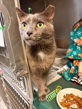 Rescue Domestic Short Hair Cats for Adoption in Detroit, Michigan - Sir Charles | PetCurious