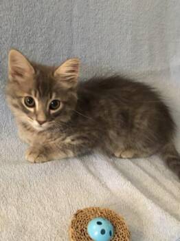 Maine Coon Cats Available for Adoption - Rader | PetCurious