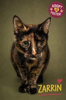 Zarrin (FCID# 08/04/2026 - 32 Trainer) -  Tortoiseshell Cat for Adoption in Greenville, Delaware - Zarrin (FCID# 08/04/2026 - 32 Trainer) | PetCurious