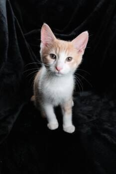 Winchester -  Domestic Medium Hair Cat for Adoption in Diamond Springs, California - Winchester | PetCurious