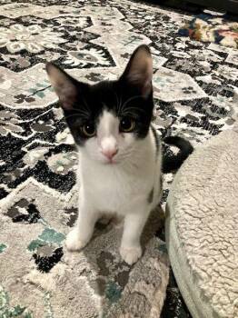 Rescue Domestic Short Hair Cats for Adoption in Lake Orion, Michigan - Platinum | PetCurious
