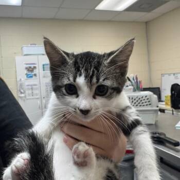 Domestic Short Hair Cats Available for Adoption in Middleburg, Florida - Lemon Grape 28512 | PetCurious