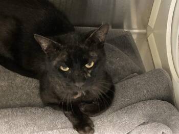 LAZ -  Domestic Short Hair Cat for Adoption in Tustin, California - LAZ | PetCurious
