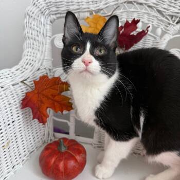 Rescue Domestic Short Hair Cats for Adoption in Eaton Rapids, Michigan - Lainey Cash 55584 | PetCurious