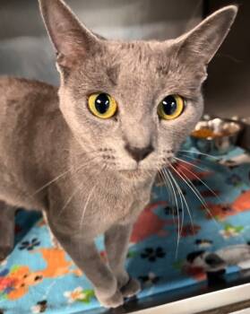 Rescue Domestic Short Hair Cats for Adoption in Huntington, Indiana - Frostine | PetCurious