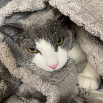 Domestic Short Hair Cats Available for Adoption - Josie | PetCurious