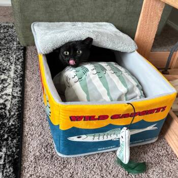 Anika -  Domestic Short Hair Cat for Adoption in Baltimore, Maryland - Anika | PetCurious
