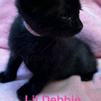 American Shorthair Cats Available for Adoption in Paulina, Louisiana - Lil