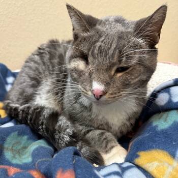 Rescue Domestic Short Hair Cats for Adoption in Bismarck, North Dakota - Glacier | PetCurious