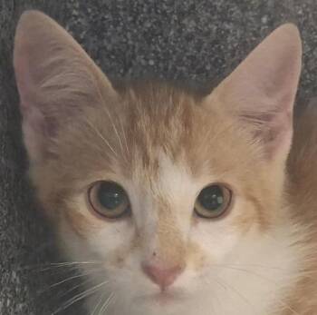 Trader Joe -  Domestic Short Hair Cat for Adoption in Brenham, Texas - Trader Joe | PetCurious
