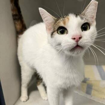 Rah Rah -  Domestic Short Hair Cat for Adoption in Dayton, Ohio - Rah Rah | PetCurious