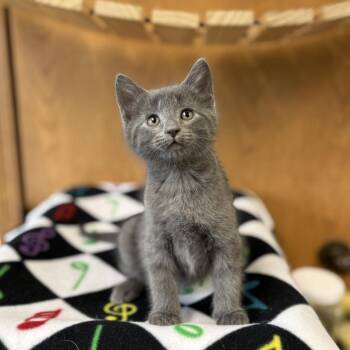 Domestic Short Hair Cats Available for Adoption in Fargo, North Dakota - Vivace--In Foster | PetCurious