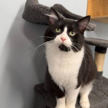 Riptide -  Domestic Short Hair Cat for Adoption in Pontiac, Illinois - Riptide | PetCurious