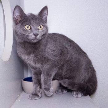 Kiki -  Domestic Short Hair Cat for Adoption in Seattle, Washington - Kiki | PetCurious