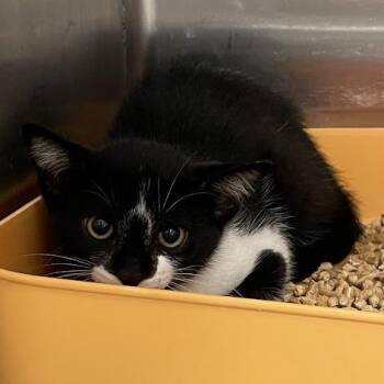 Tali -  Domestic Short Hair Cat for Adoption in Port Charlotte, Florida - Tali | PetCurious