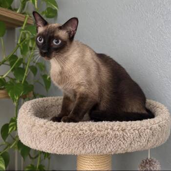 Ides of March -  Siamese and Domestic Short Hair Cat for Adoption in Boerne, Texas - Ides Of March | PetCurious