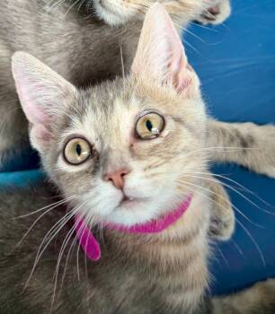 Ajax -  Domestic Short Hair Cat for Adoption in New Braunfels, Texas - Ajax | PetCurious