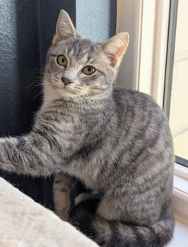 Domestic Short Hair Cats Available for Adoption - Orecchiette | PetCurious