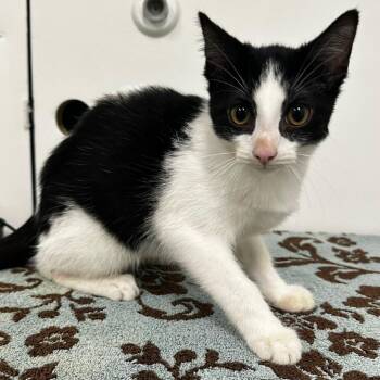 Cookie -  Domestic Short Hair Cat for Adoption in Warrensburg, Missouri - Cookie | PetCurious