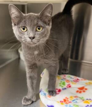 Tennessee -  Domestic Short Hair Cat for Adoption in Columbus, Nebraska - Tennessee | PetCurious