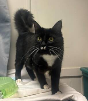 Boots -  Domestic Medium Hair Cat for Adoption in Statesboro, Georgia - Boots | PetCurious