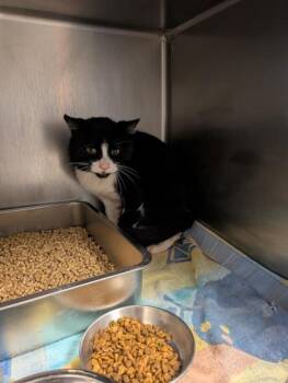 Gideon -  Domestic Short Hair Cat for Adoption in South Bend, Indiana - Gideon | PetCurious