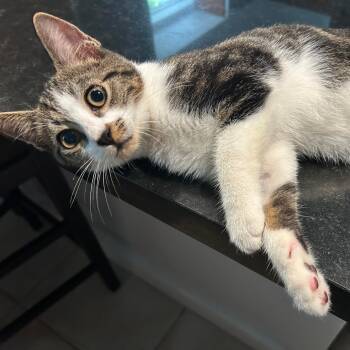 Rescue Domestic Short Hair Cats for Adoption in Hopkinton, Massachusetts - Leo & Louie | PetCurious