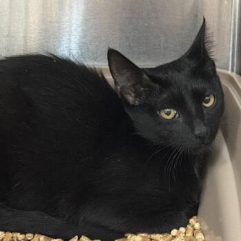 Mirage -  Domestic Short Hair Cat for Adoption in Port Charlotte, Florida - Mirage | PetCurious