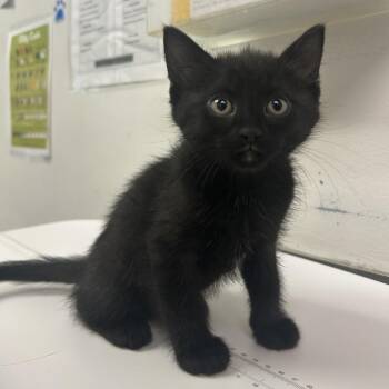 Cooky -  Domestic Short Hair Cat for Adoption in Charleston, West Virginia - Cooky | PetCurious