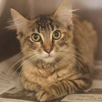 Frankie - Petsmart Belleville -  Domestic Medium Hair Cat for Adoption in Belleville, Illinois - Frankie - Petsmart Belleville | PetCurious